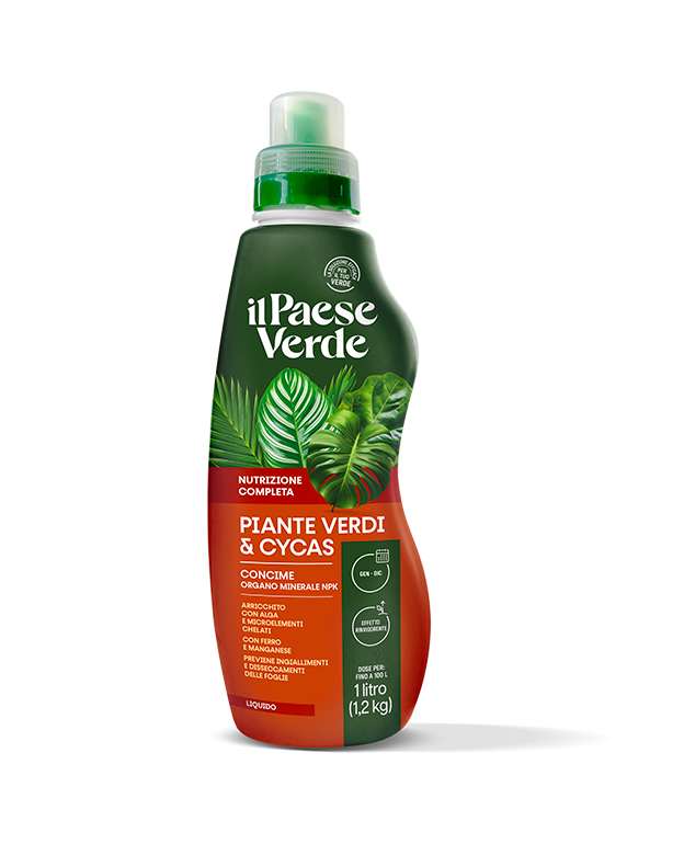 piante-verdi-&-cycas-1-lt