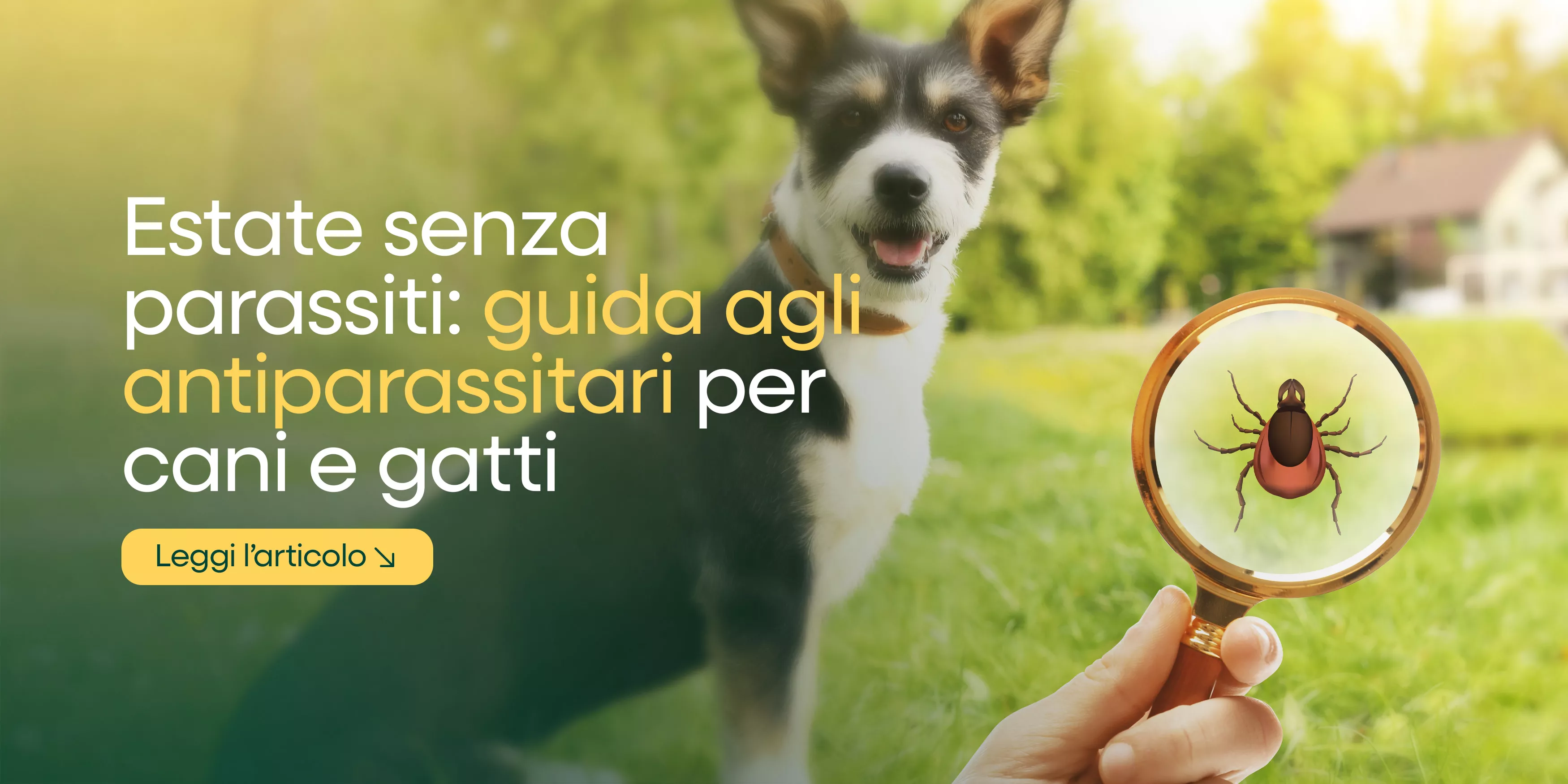 Come scegliere i migliori antiparassitari per cani e gatti in estate