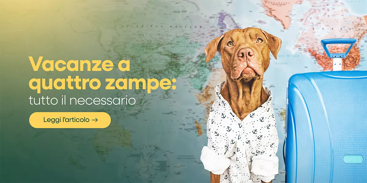 In vacanza con il tuo amico a quattro zampe? Ecco cosa non deve mancare!