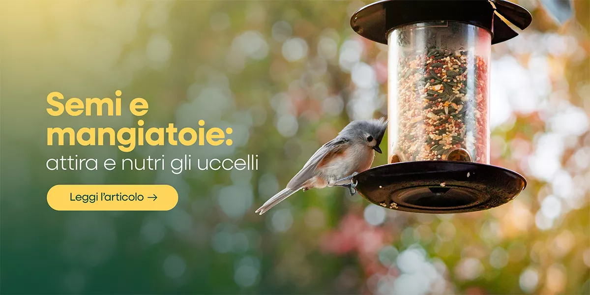 Attira gli uccelli nel tuo giardino: guida alle mangiatoie e ai semi ideali