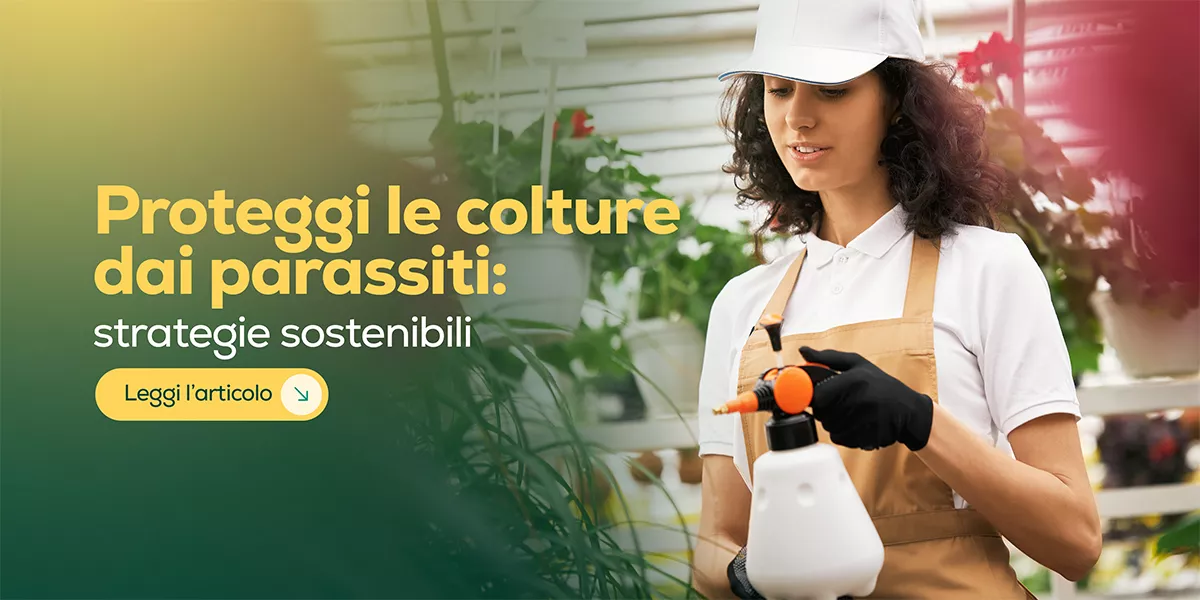 Insetti e parassiti di fine estate: la sfida della protezione sostenibile