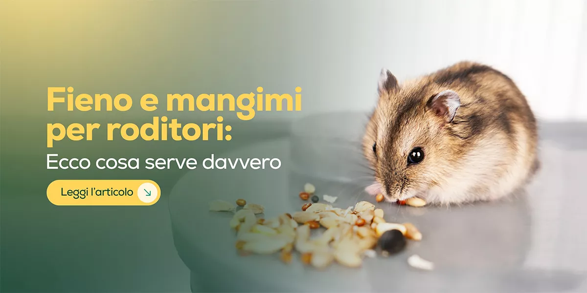 Cibo per roditori: guida definitiva per una dieta sana e bilanciata