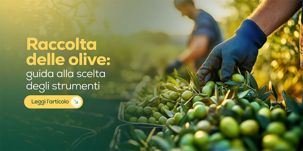 Raccolta delle olive: efficienza, tradizione e strumenti che fanno la differenza