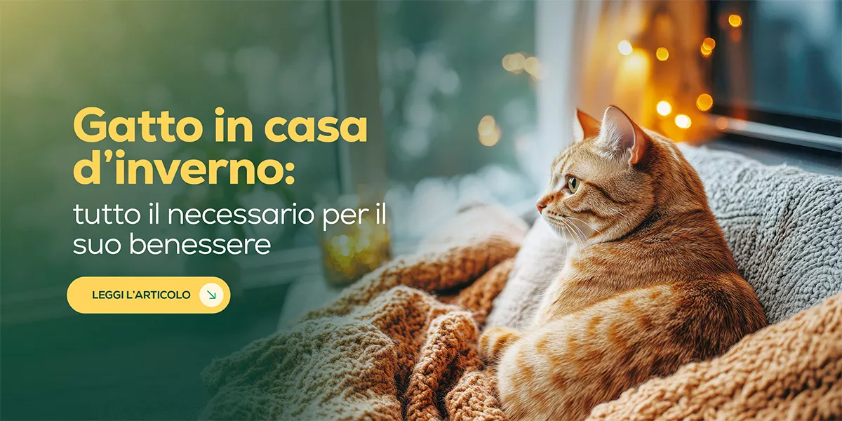 🐾 Quando fuori fa freddo: come rendere la casa accogliente per il tuo gatto