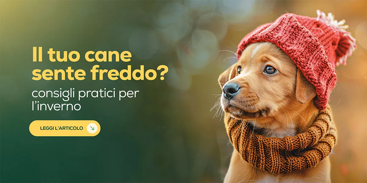 Come proteggere i cani dal freddo in inverno