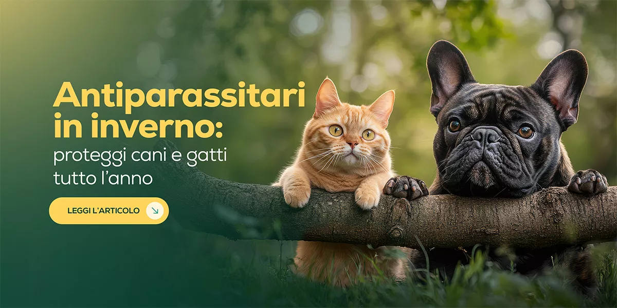 Antiparassitari in inverno: servono davvero per cani e gatti?