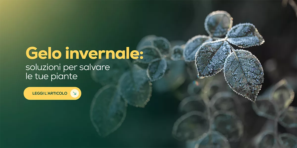 Proteggere le piante dal gelo: tecniche e prodotti per orto e giardino