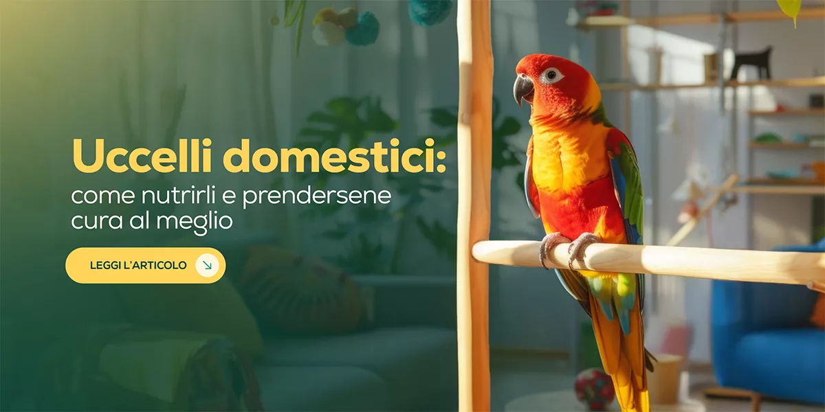 Volatili felici e in salute: guida completa alla cura per gli uccelli domestici