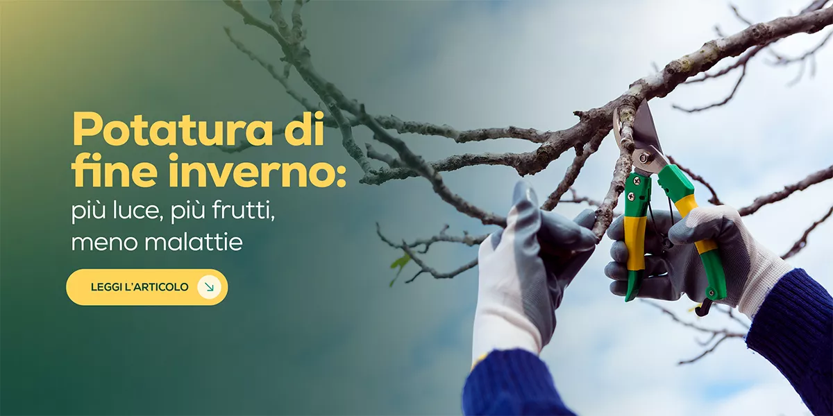 Potature di fine inverno: guida tecnica per alberi e piante da frutto
