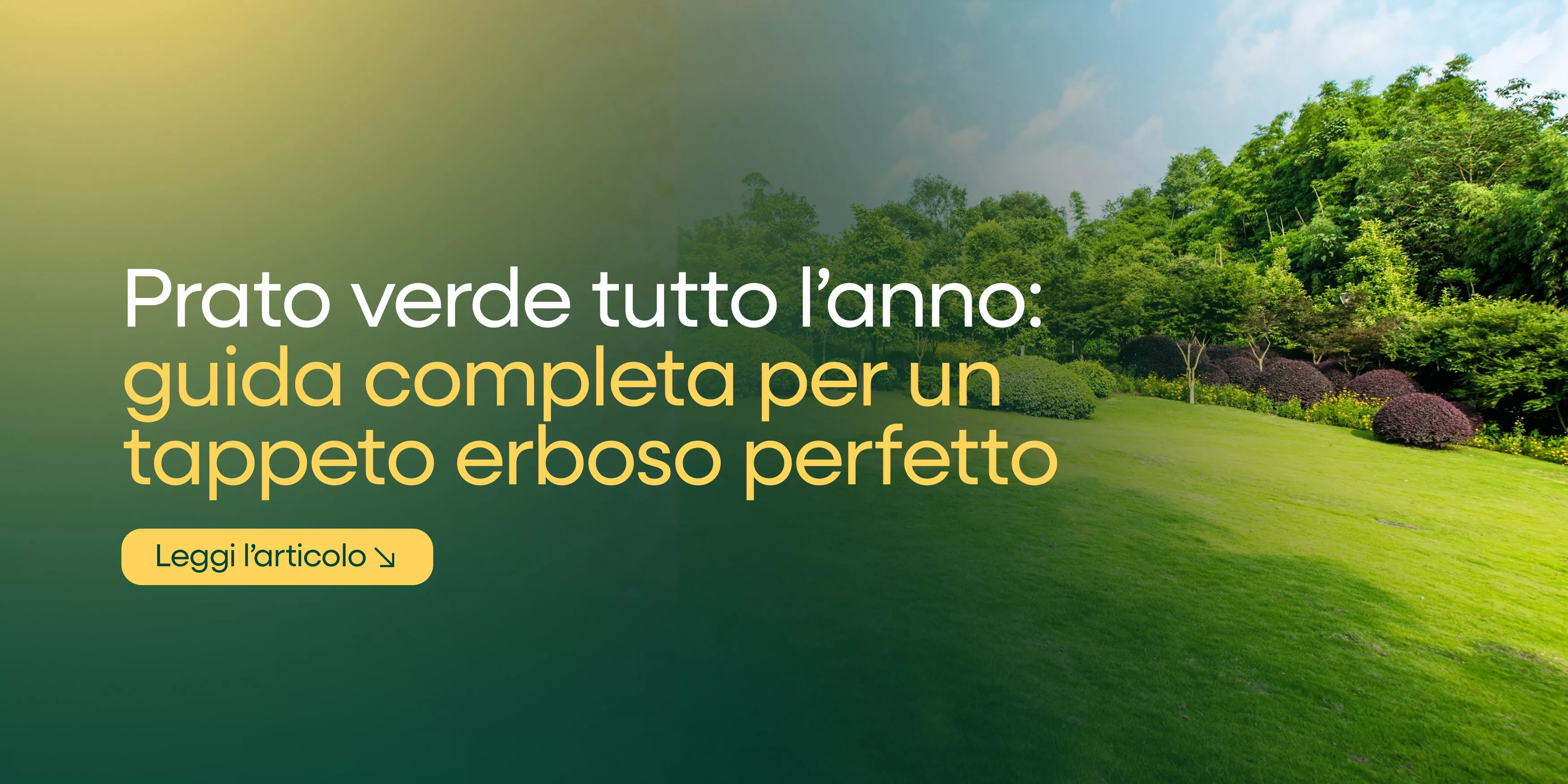 Prato verde tutto l’anno: guida completa per un tappeto erboso perfetto